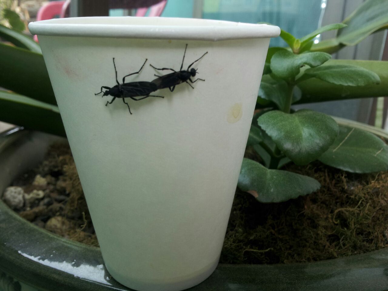 사랑 개미.jpg
